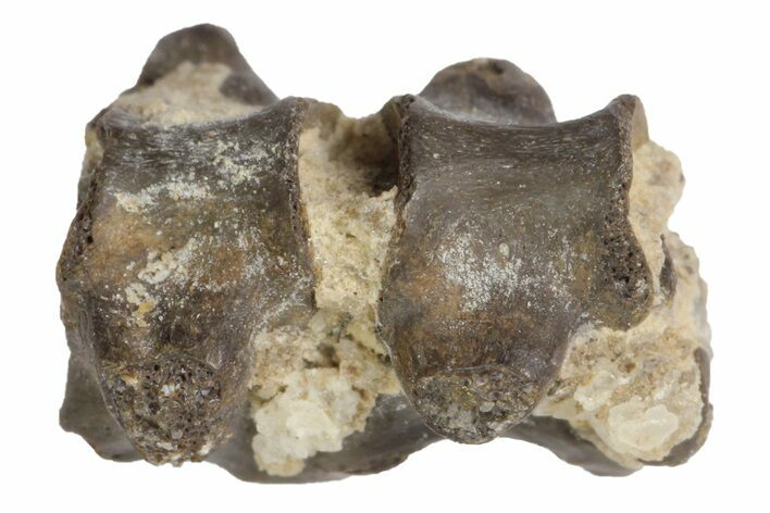 Articulated Permian Reptile Vertebrae - Oklahoma #136350